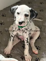 Flash, a male Dalmatian for sale in Jacksonville, NC – 1 of 3