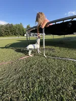 Bo - AKC LUA Male, a male Dalmatian for sale in Jacksonville, NC – 5 of 7