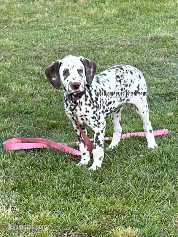 Bree - AKC LUA Female, a female Dalmatian for sale in Jacksonville, NC – 1 of 7