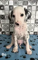 Bo, a male Dalmatian for sale in Jacksonville, NC – 2 of 3