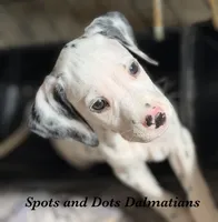 Bo, a male Dalmatian for sale in Jacksonville, NC – 1 of 3