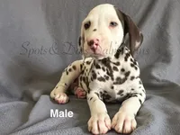 AKC Liver Male, a male Dalmatian for sale in Jacksonville, NC – Photo 7 of 7