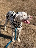 AKC Liver Male, a male Dalmatian for sale in Jacksonville, NC – Photo 3 of 7