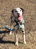AKC Liver Male, a male Dalmatian for sale in Jacksonville, NC – Photo 2 of 7