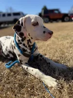 AKC Liver Male, a male Dalmatian for sale in Jacksonville, NC – Photo 5 of 7