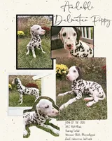 AKC Liver Male, a male Dalmatian for sale in Jacksonville, NC – Photo 6 of 7