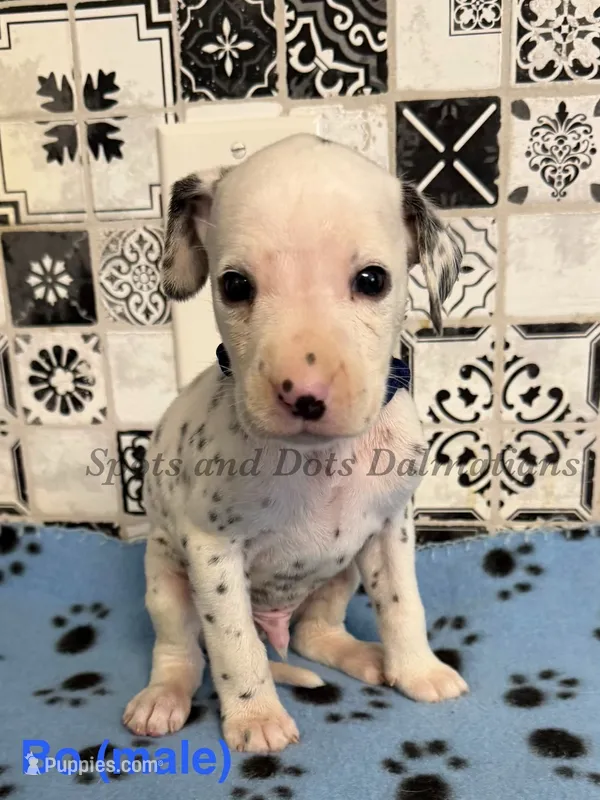 Bo – Dalmatian puppy for sale in Jacksonville, NC