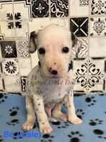 Bo, a male Dalmatian for sale in Jacksonville, NC – 1 of 1