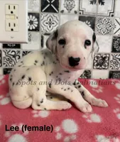 Lee, a female Dalmatian for sale in Jacksonville, NC – 1 of 1