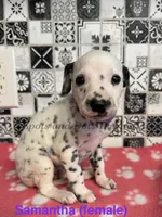 Samantha, a female Dalmatian for sale in Jacksonville, NC – 1 of 1