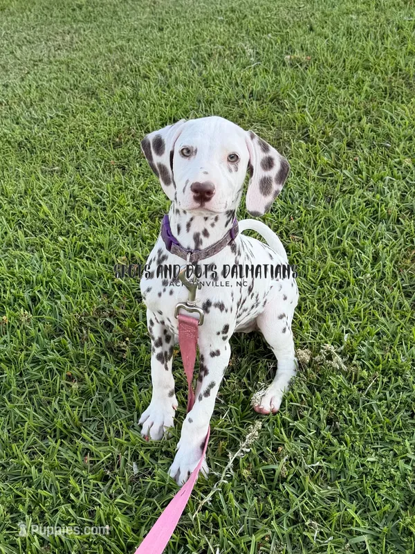 Brynn - AKC LUA Female – Dalmatian puppy for sale in Jacksonville, NC