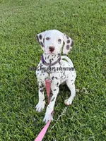 Brynn - AKC LUA Female, a female Dalmatian for sale in Jacksonville, NC – 1 of 8