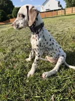 Bitsy - AKC LUA Female, a female Dalmatian for sale in Jacksonville, NC – 10 of 10