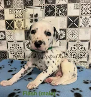 Flash, a male Dalmatian for sale in Jacksonville, NC – 1 of 1