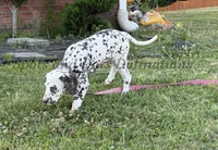 Bree - AKC LUA Female, a female Dalmatian for sale in Jacksonville, NC – 2 of 7