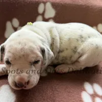Bree - AKC LUA Female, a female Dalmatian for sale in Jacksonville, NC – Photo 4 of 10