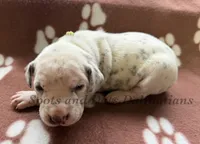 Bree - AKC Female, a female Dalmatian for sale in Jacksonville, NC – Photo 1 of 6