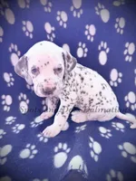 Bree - AKC LUA Female, a female Dalmatian for sale in Jacksonville, NC – Photo 3 of 10