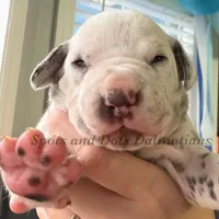 Bree - AKC LUA Female, a female Dalmatian for sale in Jacksonville, NC – Photo 5 of 10