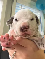 Bree - AKC Female, a female Dalmatian for sale in Jacksonville, NC – Photo 2 of 6