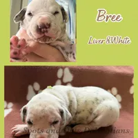 Bree - AKC LUA Female, a female Dalmatian for sale in Jacksonville, NC – Photo 9 of 10