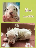 Bree - AKC Female, a female Dalmatian for sale in Jacksonville, NC – Photo 6 of 6