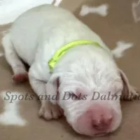 Bree - AKC LUA Female, a female Dalmatian for sale in Jacksonville, NC – Photo 6 of 10