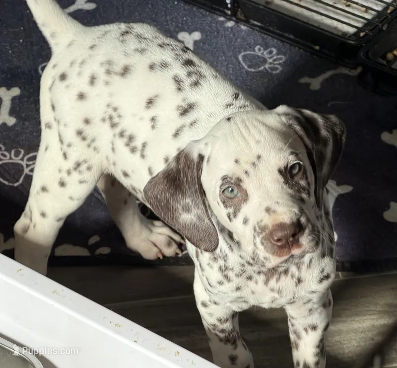 Bree - AKC LUA Female – Dalmatian puppy for sale in Jacksonville, NC