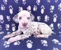 Bree - AKC LUA Female, a female Dalmatian for sale in Jacksonville, NC – Photo 2 of 10