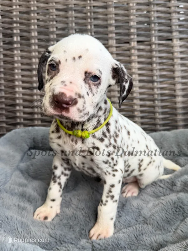 Bree - AKC LUA Female – Dalmatian puppy for sale in Jacksonville, NC