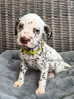 Bree - AKC LUA Female, a female Dalmatian for sale in Jacksonville, NC – Photo 1 of 10