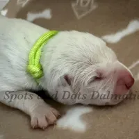 Bree - AKC LUA Female, a female Dalmatian for sale in Jacksonville, NC – Photo 7 of 10