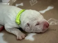 AKC Green Female, a male Dalmatian for sale in Jacksonville, NC – Photo 2 of 3