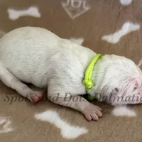 Bree - AKC LUA Female, a female Dalmatian for sale in Jacksonville, NC – Photo 8 of 10