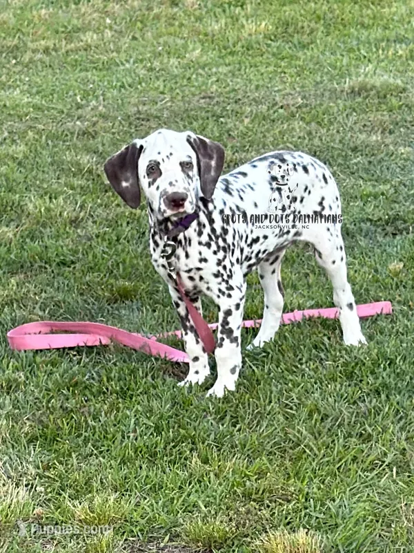 Bree – Dalmatian puppy for sale in Jacksonville, NC