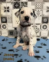 Jesse, a male Dalmatian for sale in Jacksonville, NC – 1 of 1