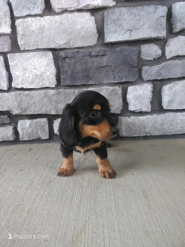 Hudson  – Dachshund puppy for sale in Grabill, IN