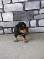 Hudson , a male Dachshund for sale in Grabill, IN – 1 of 2