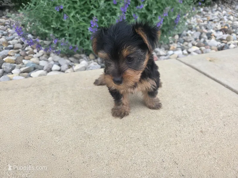 Mila – Yorkshire Terrier puppy for sale in Grabill, IN