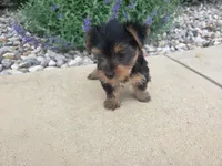 Mila, a female Yorkshire Terrier for sale in Grabill, IN – 1 of 6