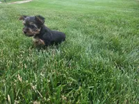 Millie, a female Yorkshire Terrier for sale in Grabill, IN – 2 of 3
