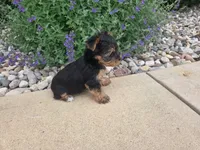 Maple, a female Yorkshire Terrier for sale in Grabill, IN – 7 of 8