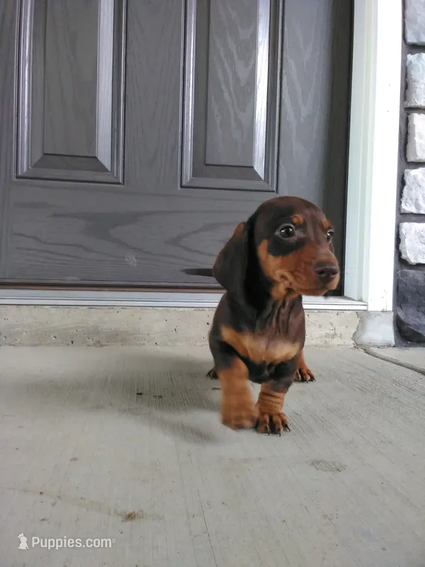 Scott – Dachshund puppy for sale in Grabill, IN