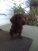 Dexter, a male Dachshund for sale in Grabill, IN – 2 of 2
