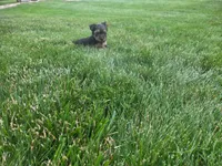 Millie, a female Yorkshire Terrier for sale in Grabill, IN – 3 of 3
