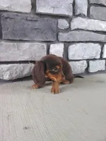 Billy, a male Dachshund for sale in Grabill, IN – 2 of 2