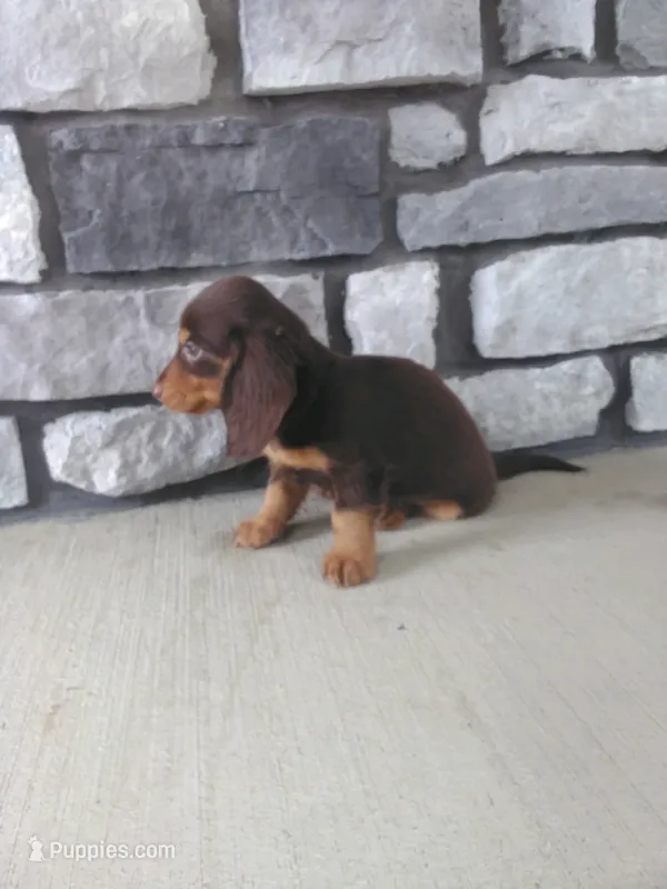 Billy – Dachshund puppy for sale in Grabill, IN