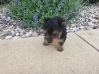 Mila, a female Yorkshire Terrier for sale in Grabill, IN – 6 of 6