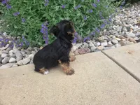 Maple, a female Yorkshire Terrier for sale in Grabill, IN – 8 of 8