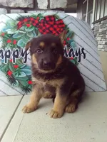 Sally, a female German Shepherd Dog for sale in Grabill, IN – Photo 2 of 2